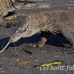 dragon_komodo_hsb_rinca_h_1626_kom3971.jpg